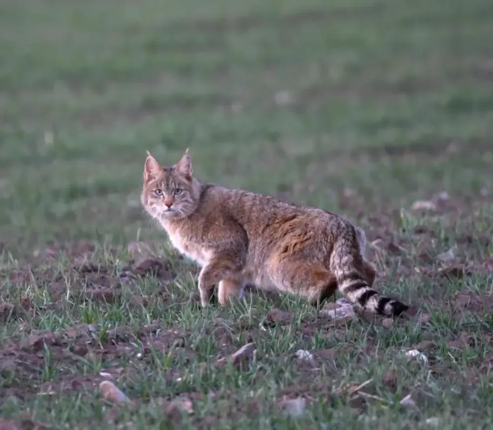祁连山国家公园青海片区拍摄到的荒漠猫